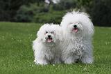 BICHON BOLONAIS 027